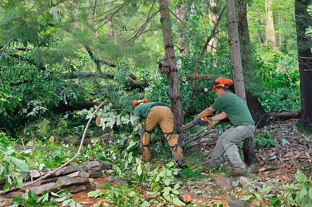 Best Tree Removal  in Canon, GA