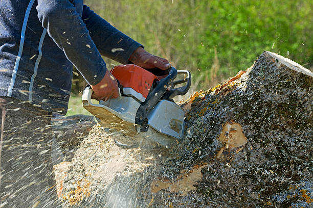 Best Emergency Tree Removal  in Canon, GA